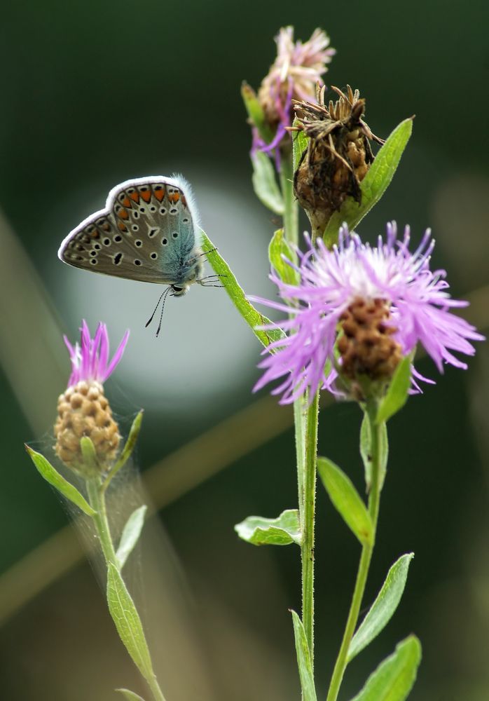 Прогулка среди трав