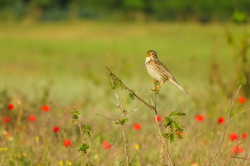 Corn bunting in poppy filed