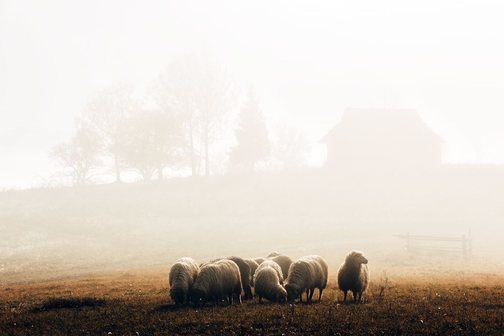 Утро в Лазещине I