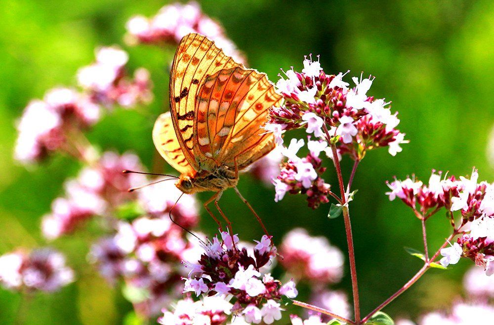 Палитра с бабочками