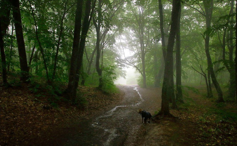 Крымский лес