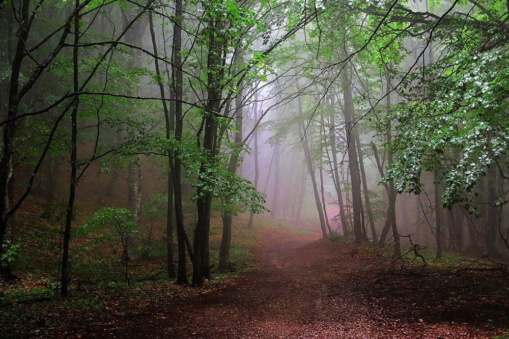 В тумане все не так ...