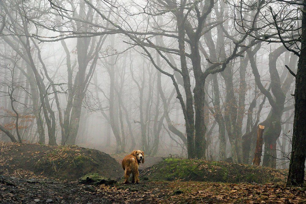 Все за мной