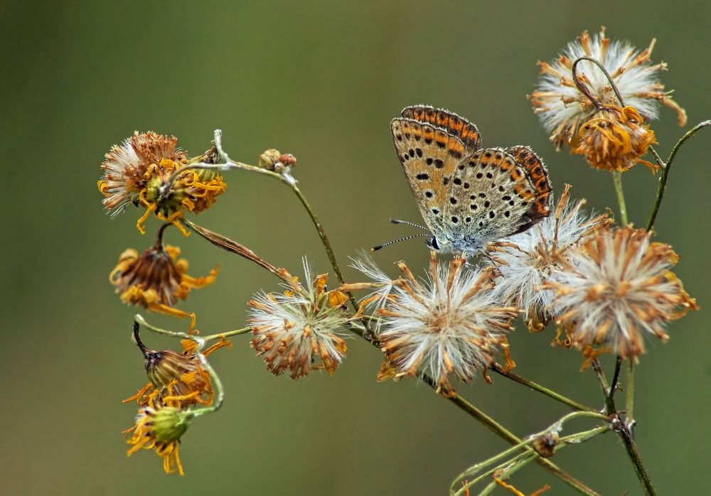 Мягкая посадка