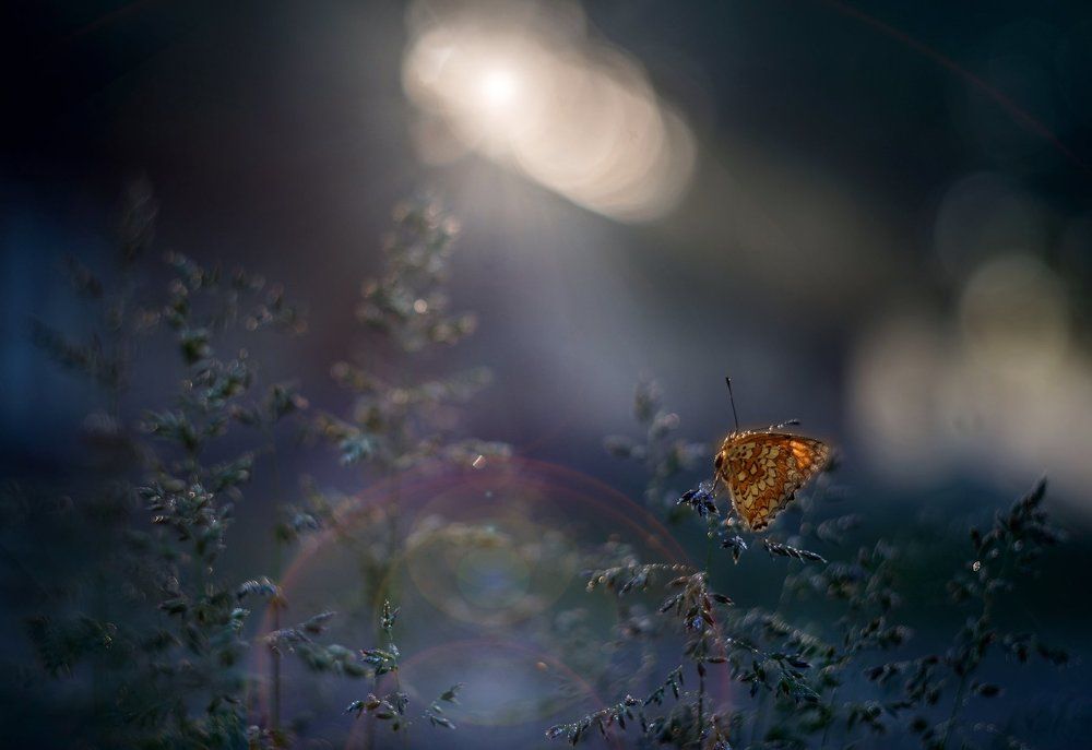 Фотография автора Лилия Немыкина