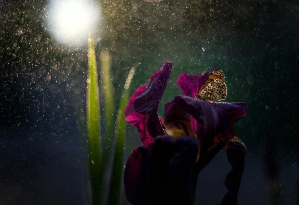 Фотография автора Лилия Немыкина