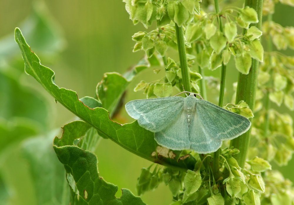 Под покровом трав