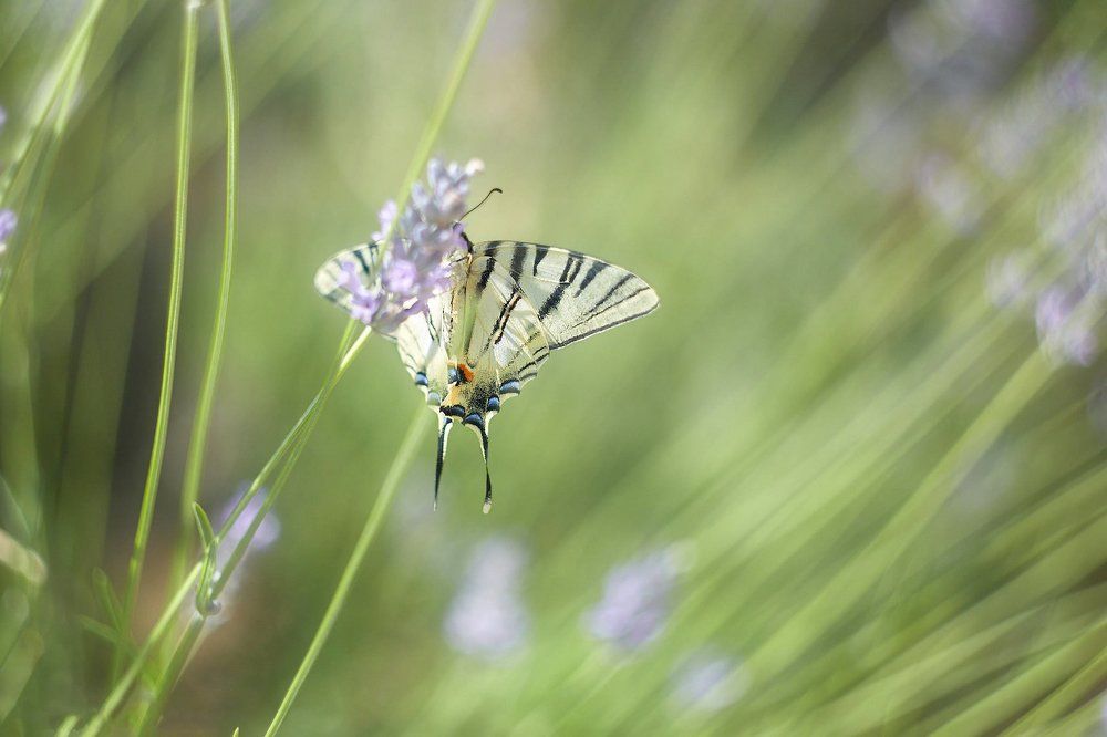 Завтрак в лаванде.