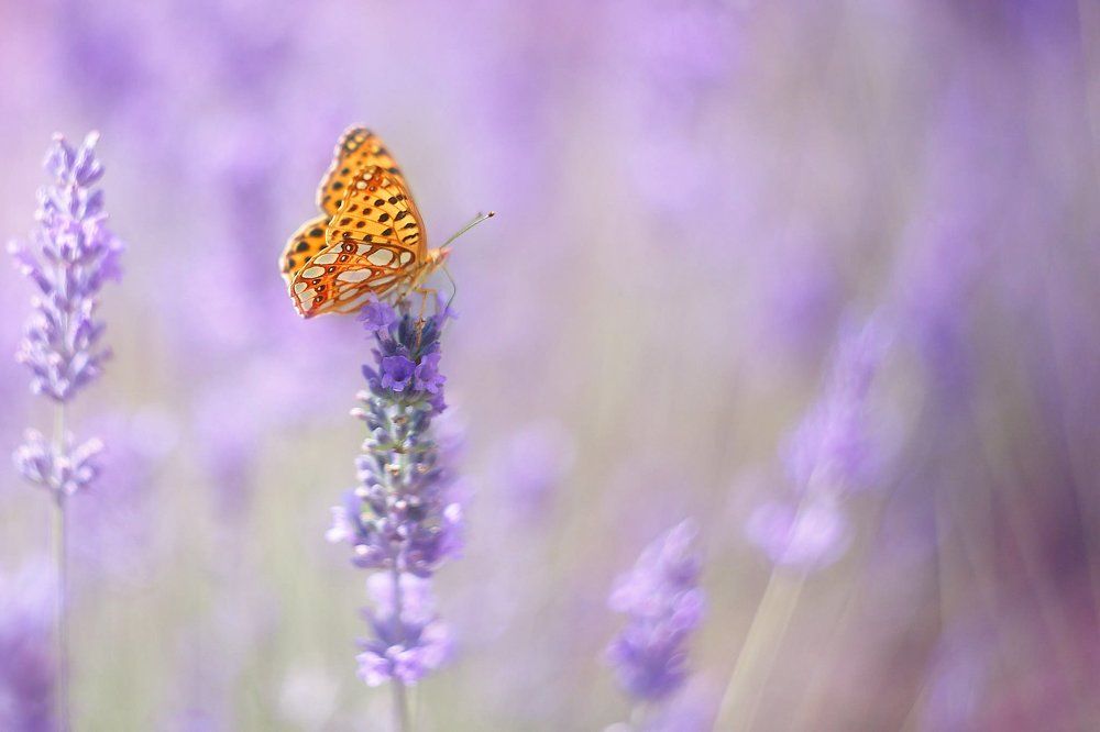 Завтрак в лаванде.