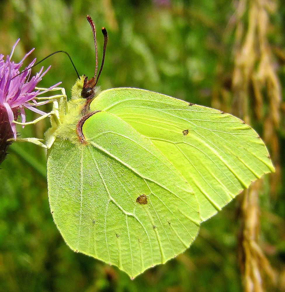 Крушинница