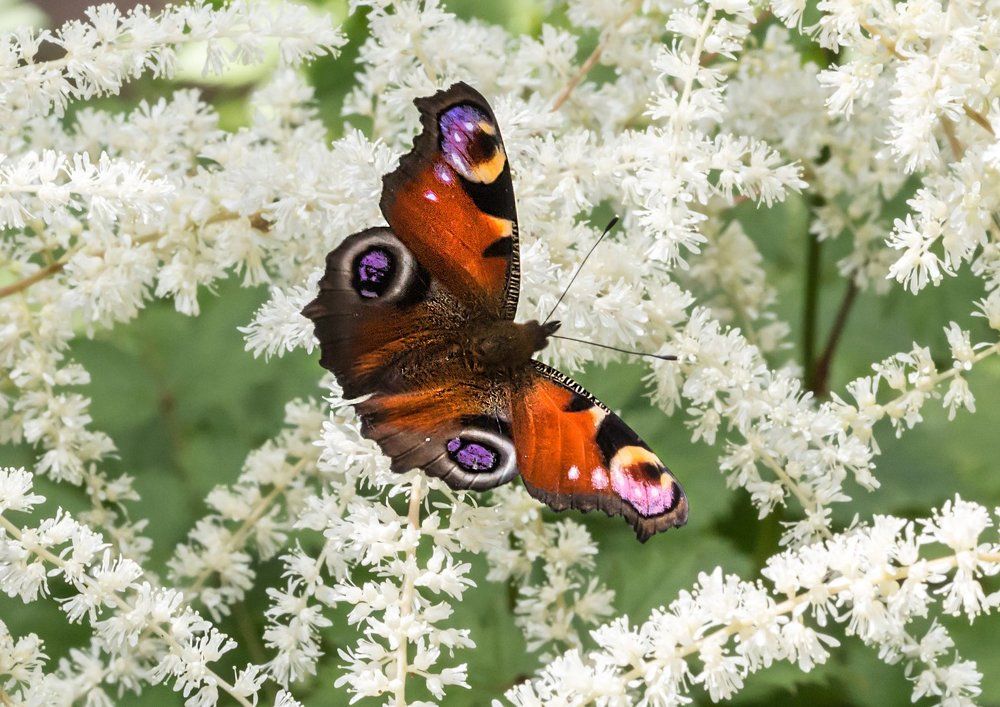 Любовь к цветам астильбы
