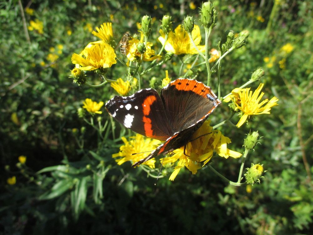 Бабочка в лесу