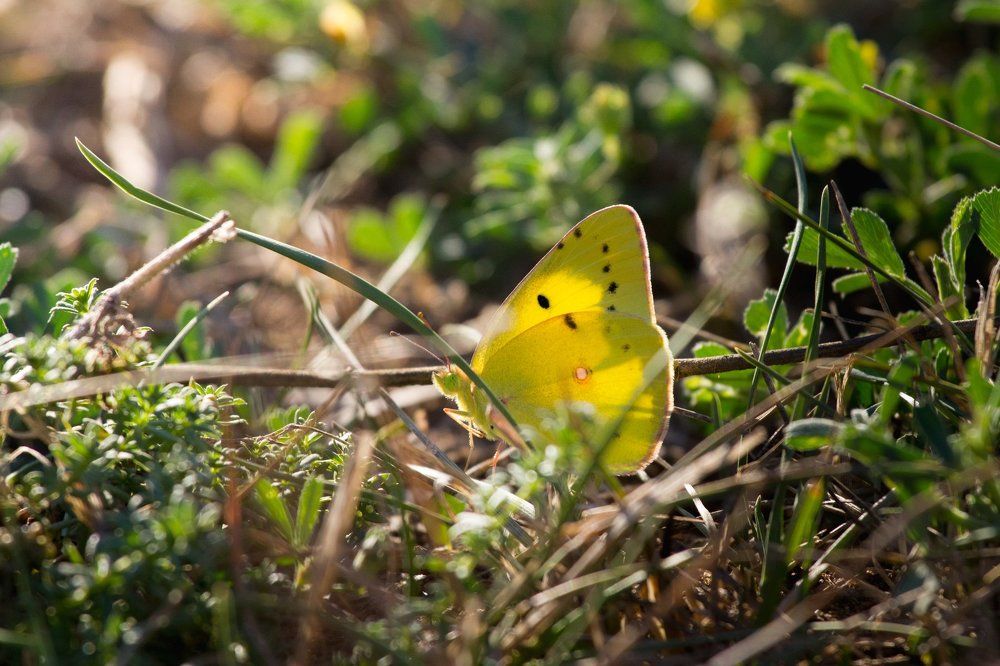 Самая красивая бабочка