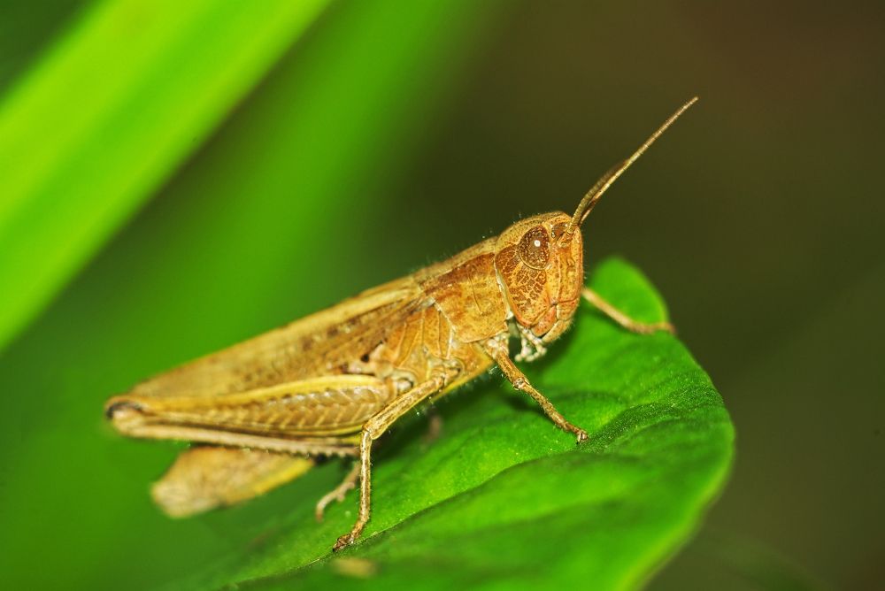 Задумчивый кузнечик