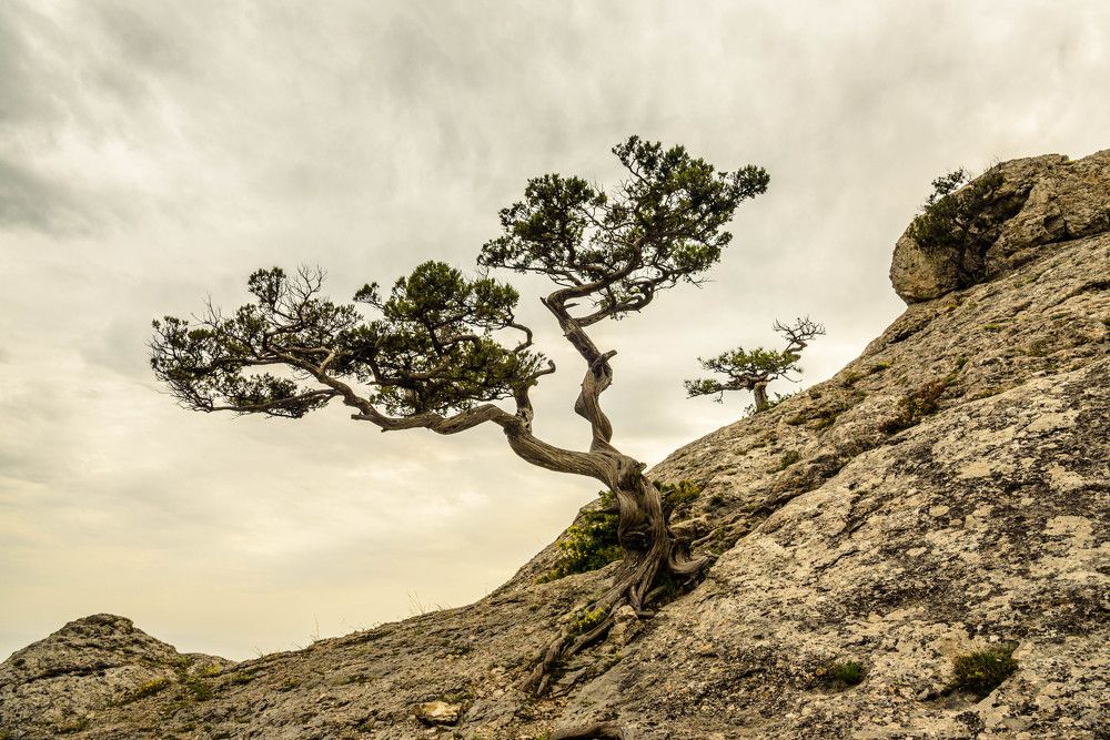 Pitsunda pine, Stankevich's pine on the rock