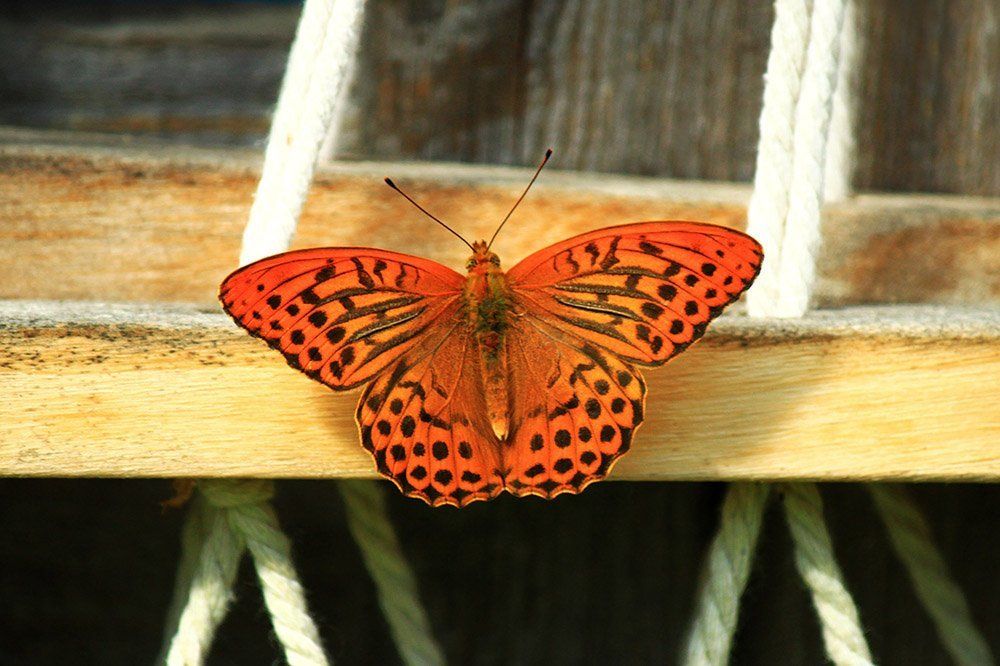 Перламутровка большая лесная