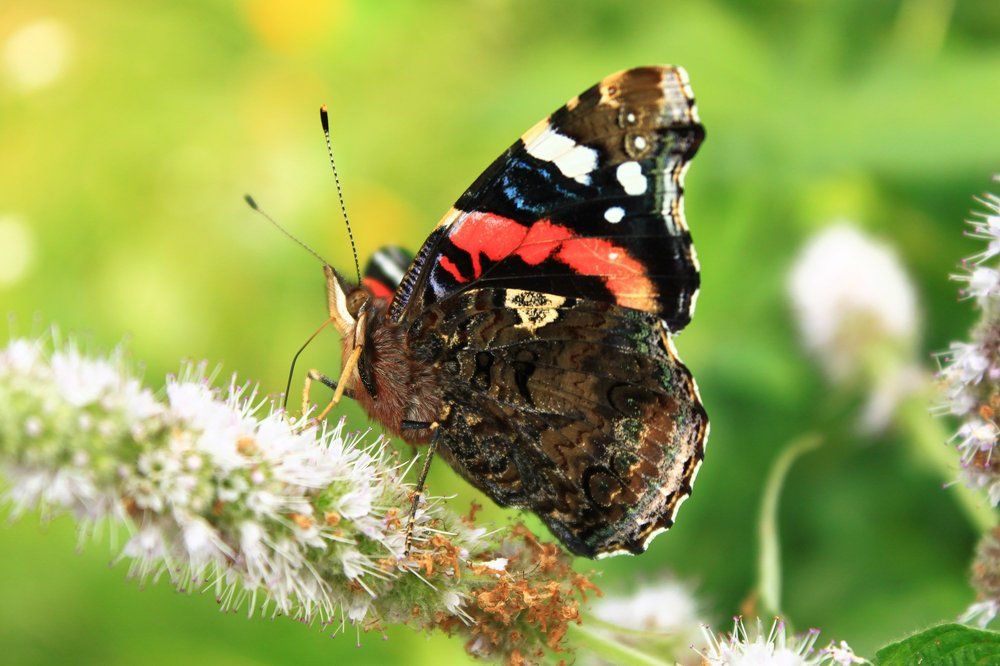 Бабочка Адмирал