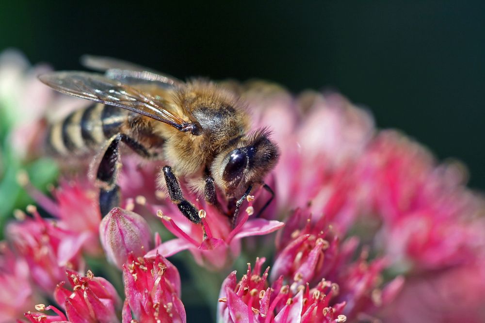 Летние хлопоты