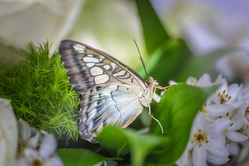 Тропическая бабочка
