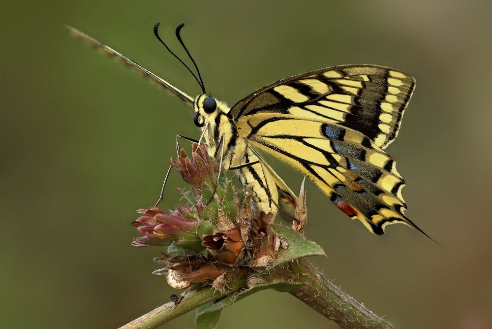 Махаон на цветке