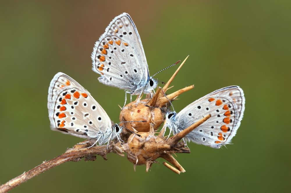 Голубянки открыли стол