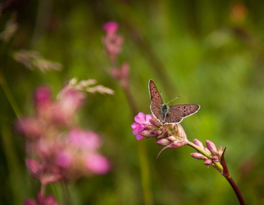 Photograph by Галина Нечипорук
