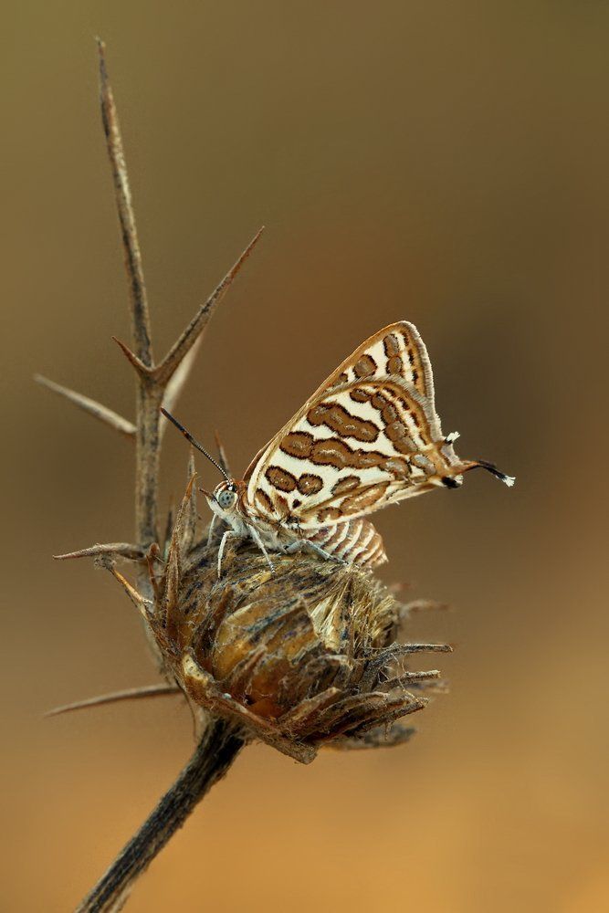 Утро на колючке