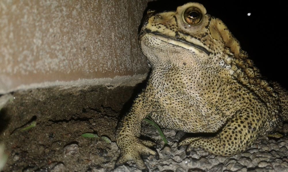 Mr. Toadster
