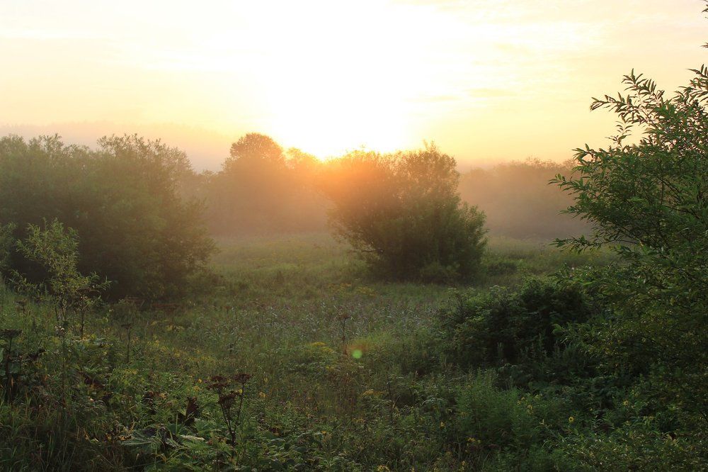Утро в лесу