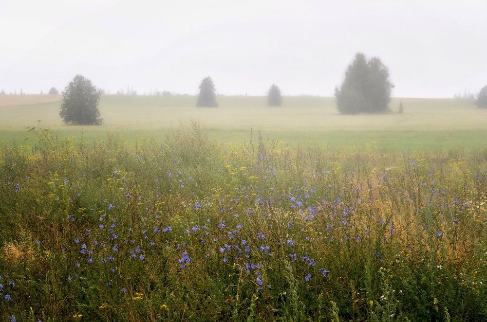 Ах, туманы мои...