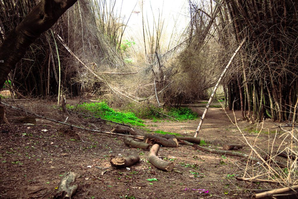 Fallen Bamboo