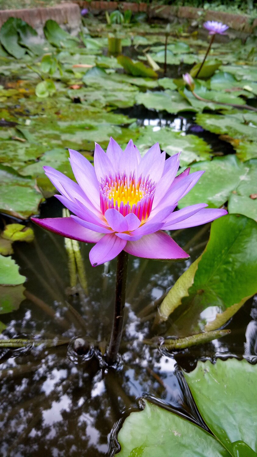 Lotus Flower in a Lake