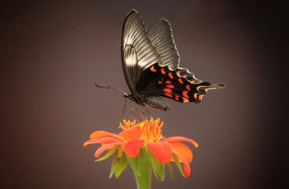 Butterfly...