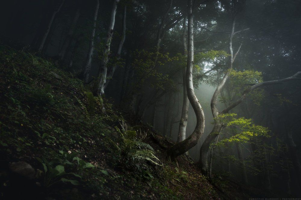 Mystical Forrest