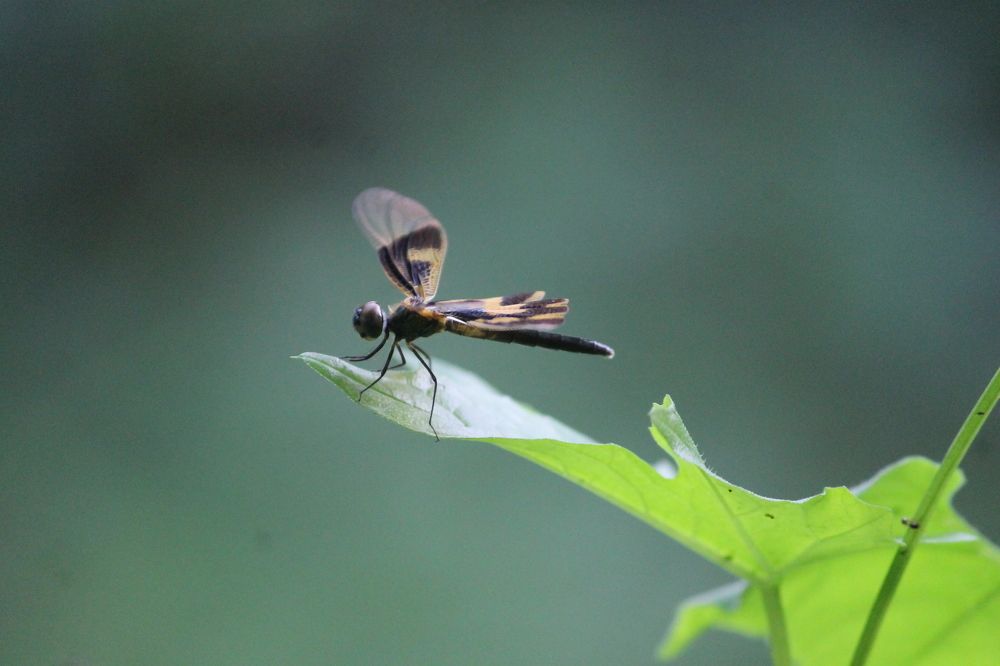 black dragonfly...  Wildlife photography