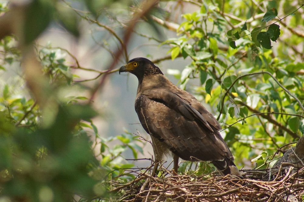 Crested Surpent Eagle
