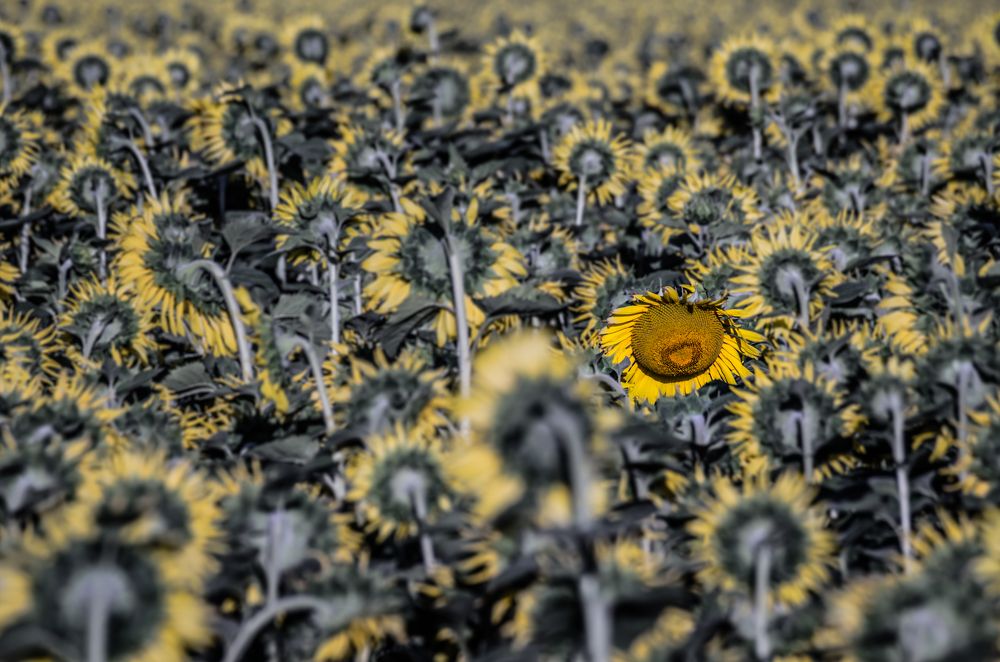 Photograph by Анатолий Мироненко