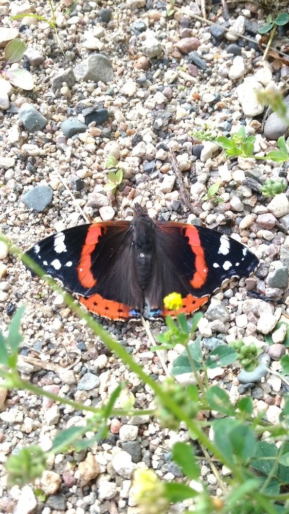 Красные крылья