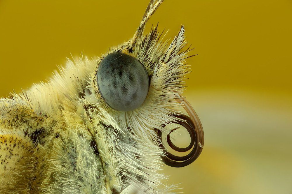 Портрет белянки