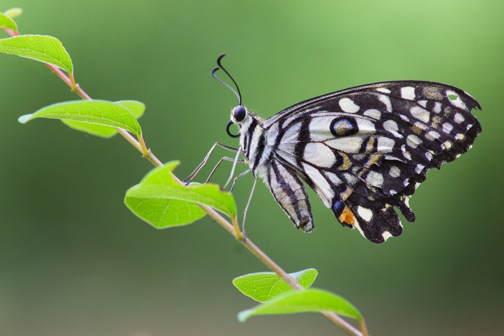 The Common Lime Butterfly
