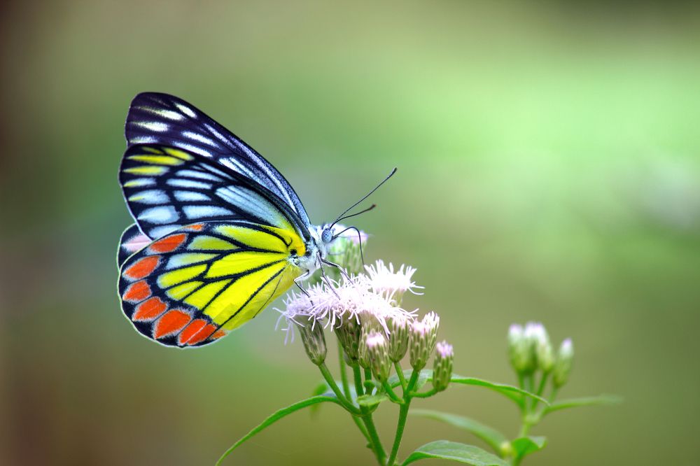 Common Jezebel Butterfly