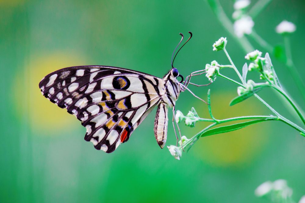 Common Lime Butterfly