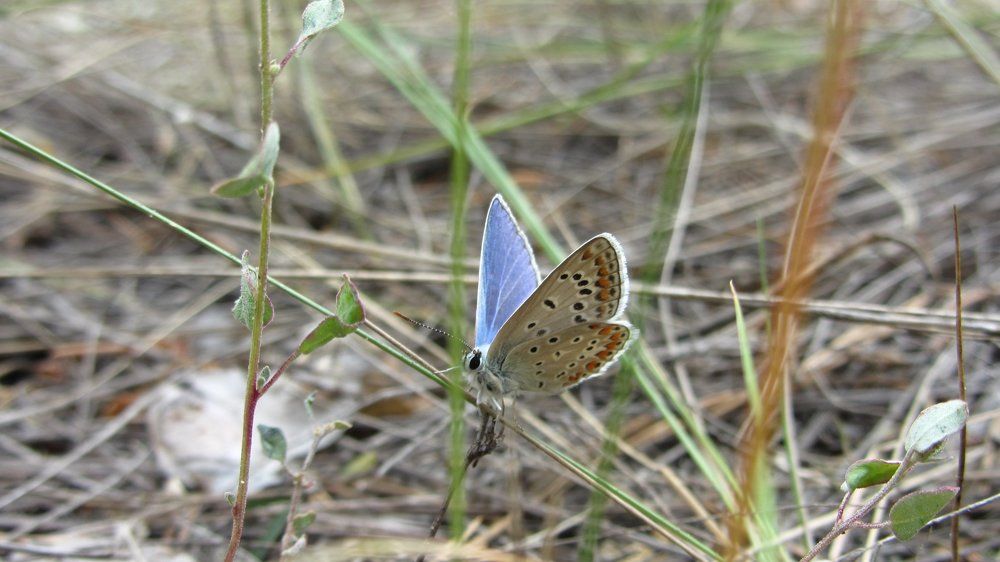 Photo #2463433