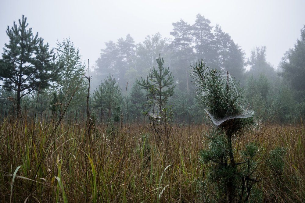 Туманный лес