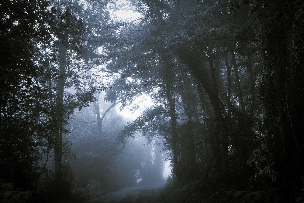 Утренний лес.