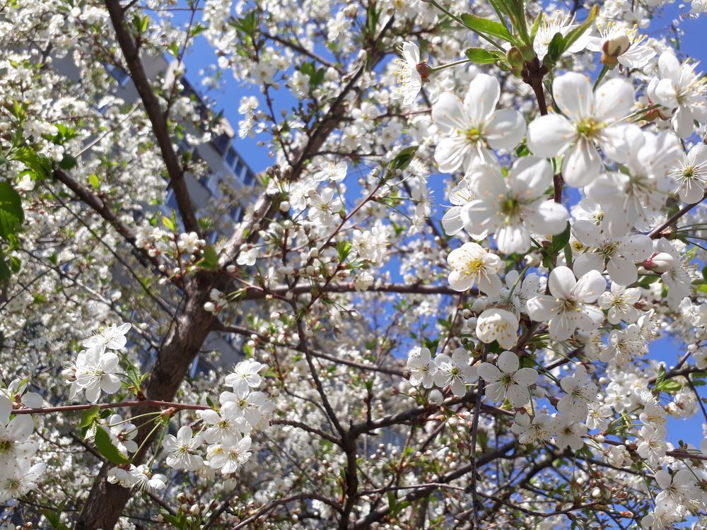 Цветы весны