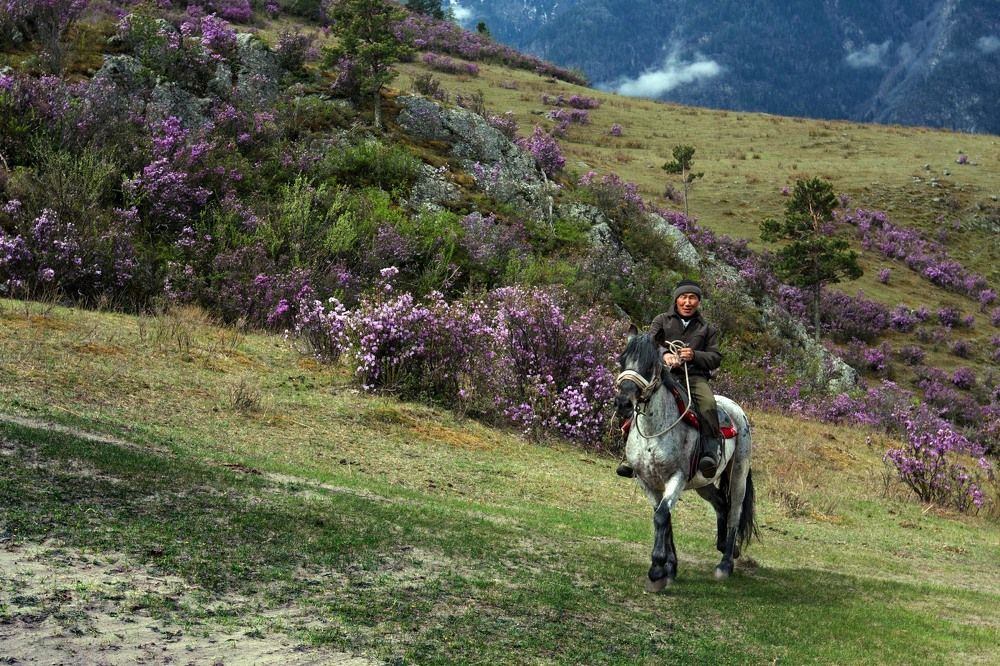 И зацвел маральник.