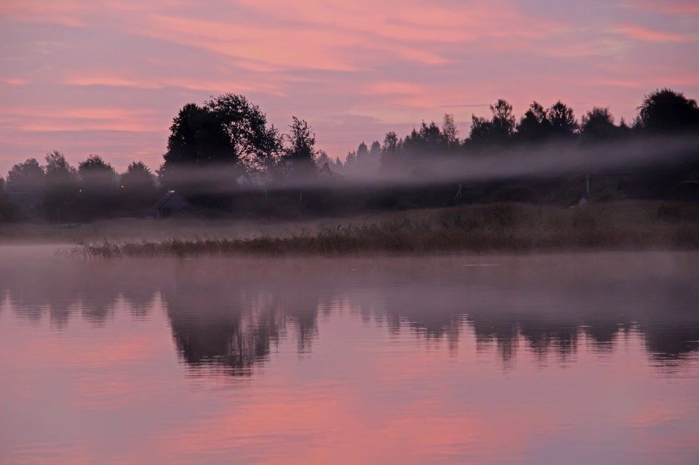 Розовый сон.