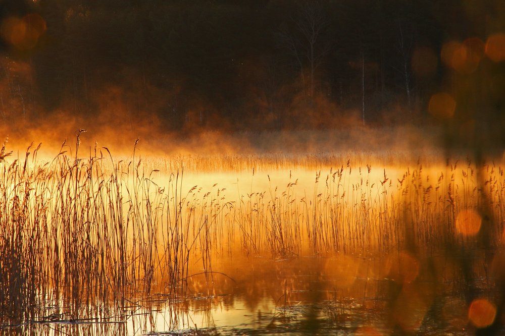 Золотой туман.