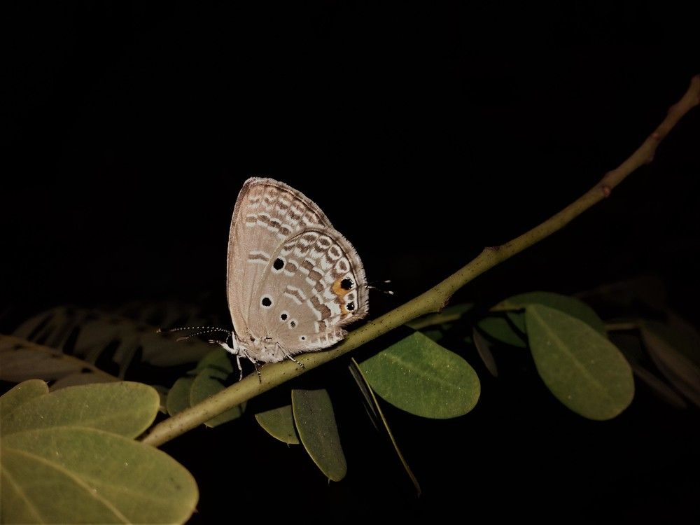 NIGHT BUTTERFLY